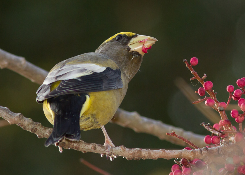 Evening Grosbeak