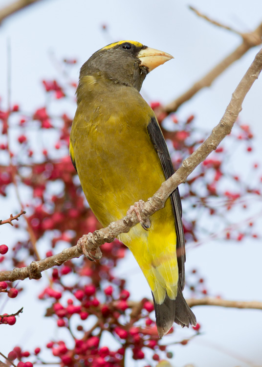 Evening Grosbeak