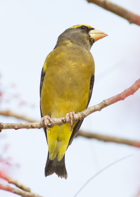 Evening Grosbeak