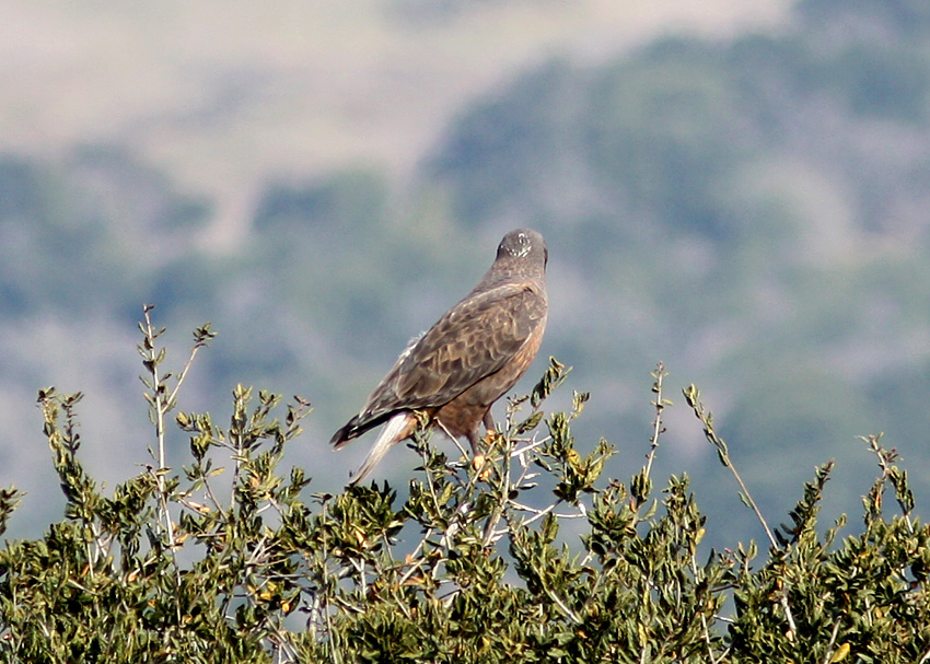Ferruginous Hawk