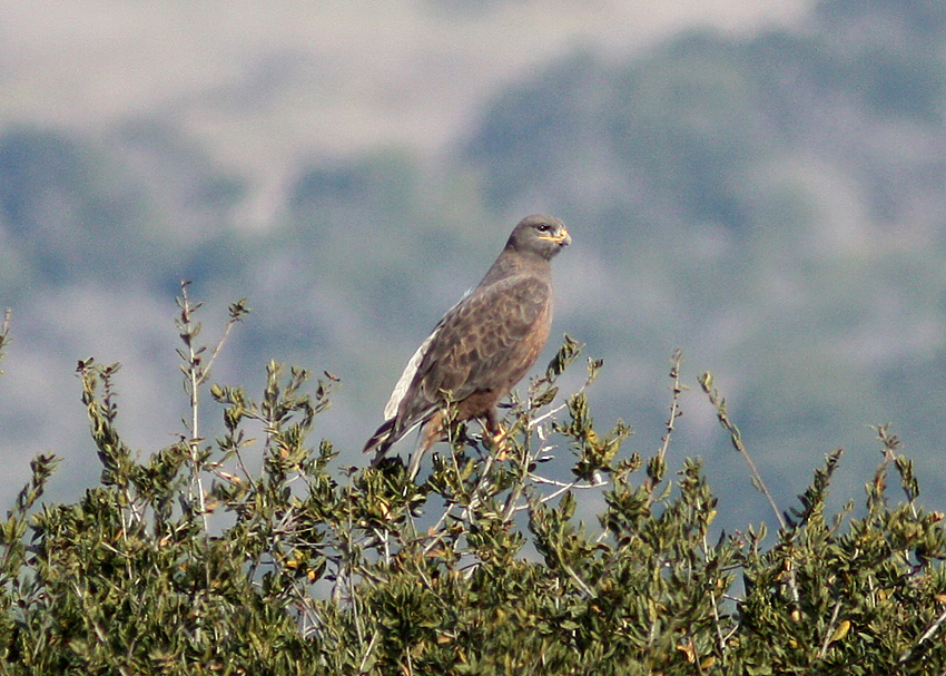 Ferruginous Hawk