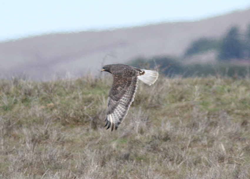 Ferruginous Hawk