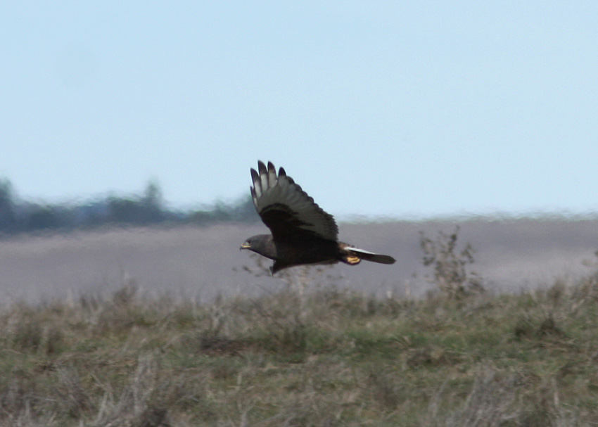 Ferruginous Hawk