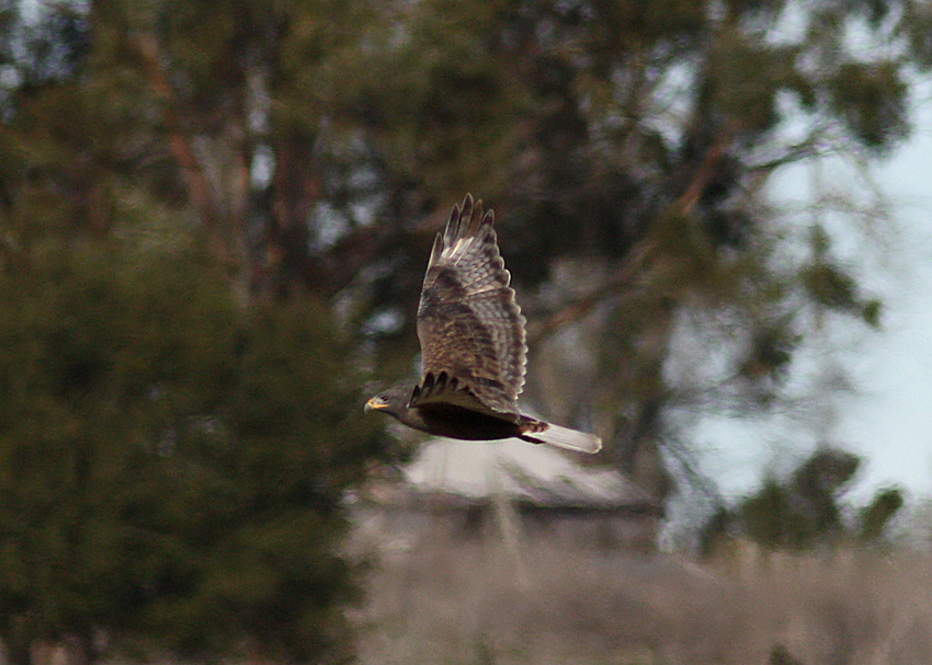 Ferruginous Hawk