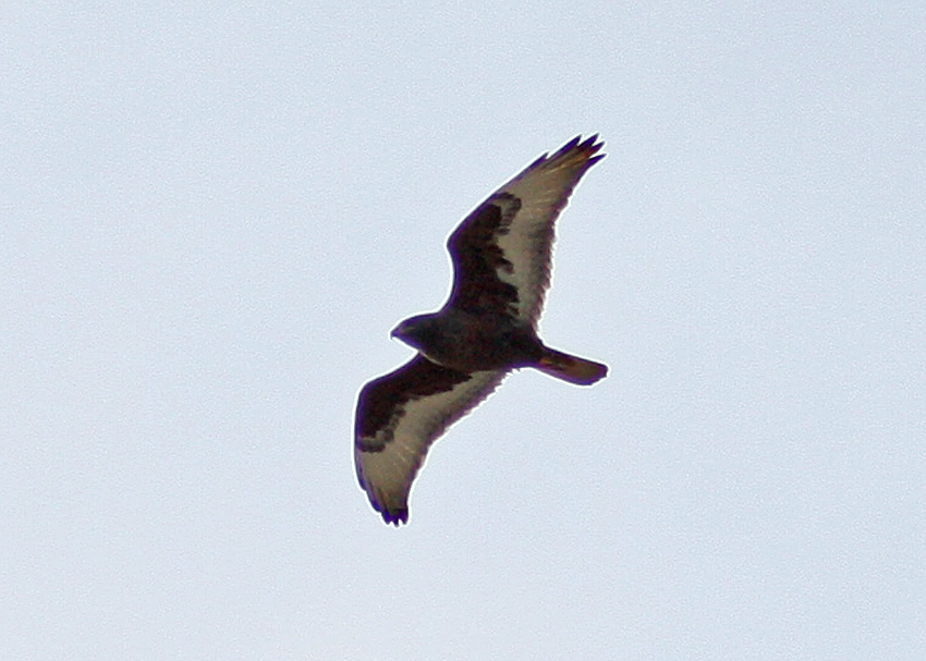Ferruginous Hawk