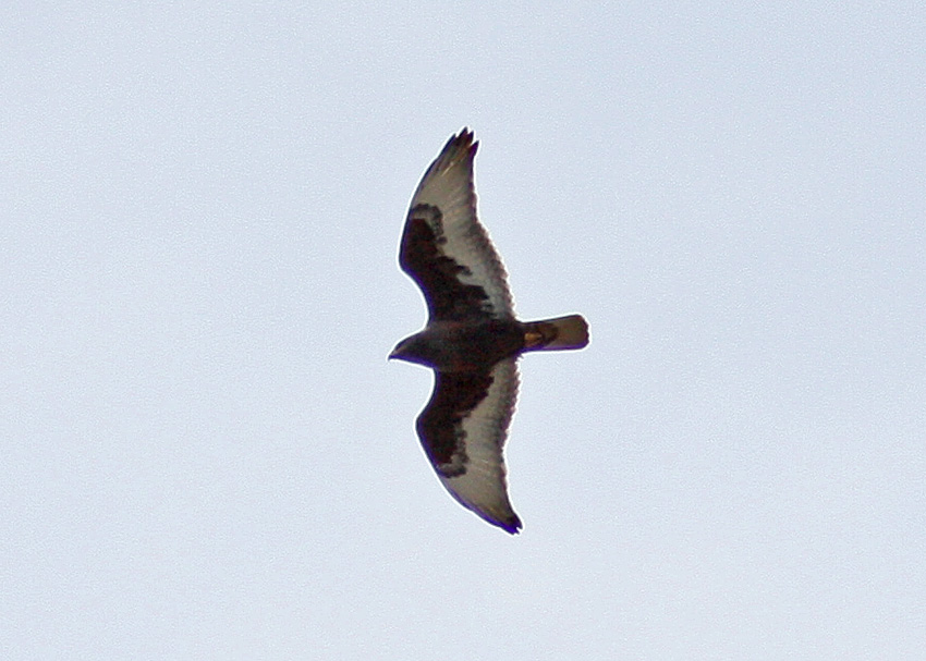 Ferruginous Hawk