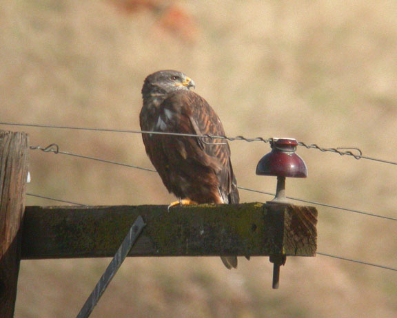 Ferruginous Hawk