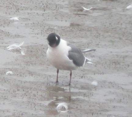 Franklin's Gull