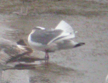 Franklin's Gull