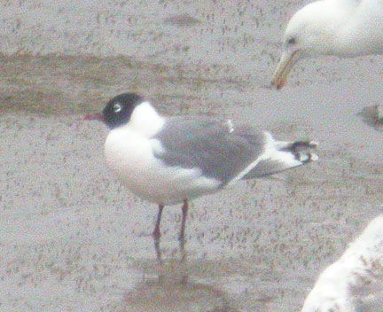 Franklin's Gull