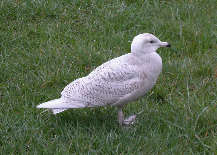 Glaucous Gull