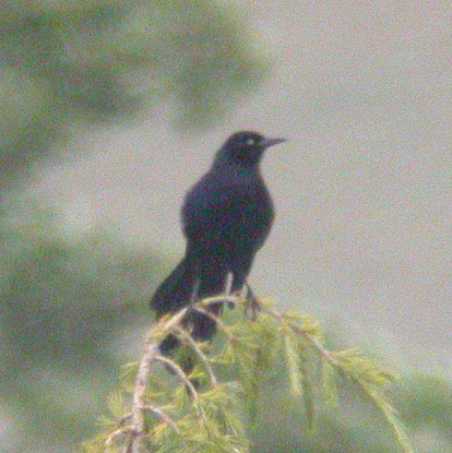 Great-tailed Grackle