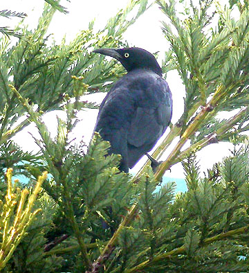 Great-tailed Grackle