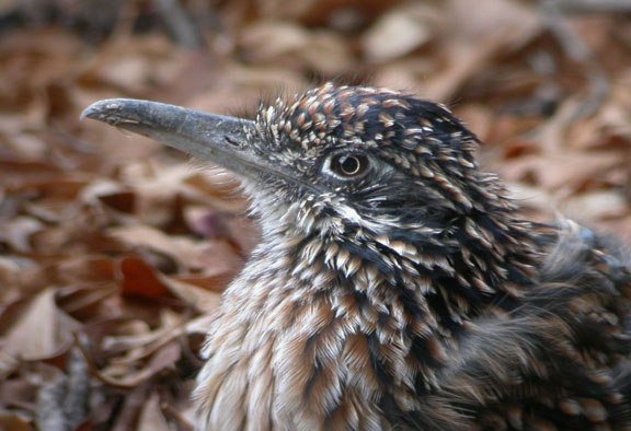 Greater Roadrunner