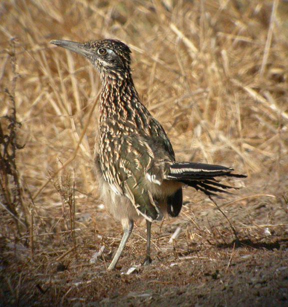 Greater Roadrunner