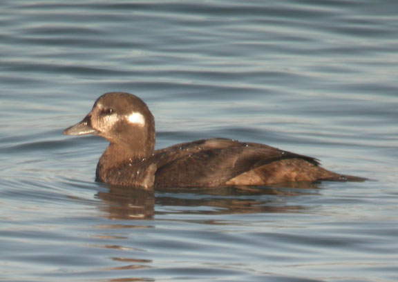 Harlequin Duck