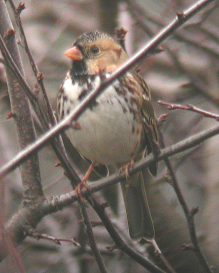 Harris's Sparrow