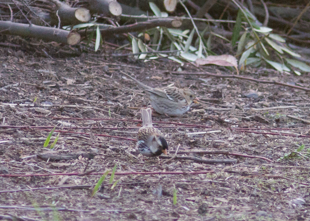 Harris's Sparrow