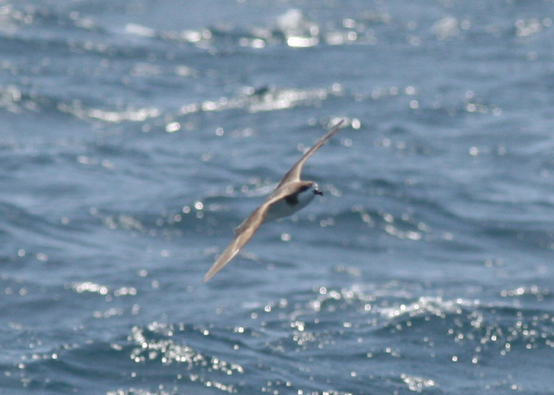 Hawaiian Petrel