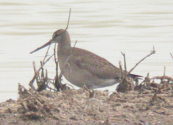 Hudsonian Godwit