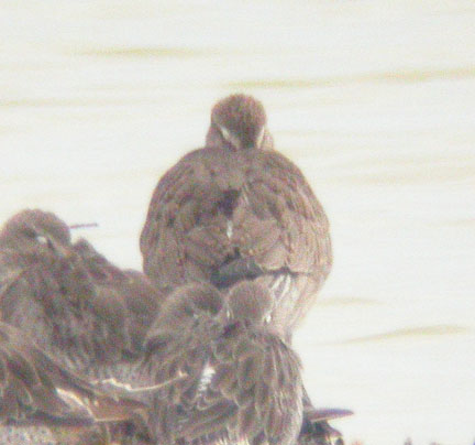 Hudsonian Godwit