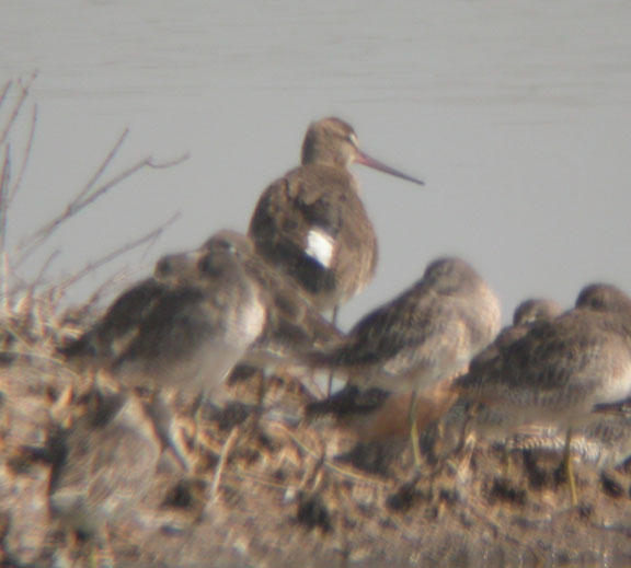 Hudsonian Godwit