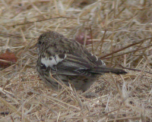 Lark Bunting