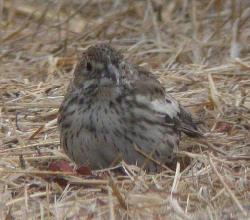 Lark Bunting