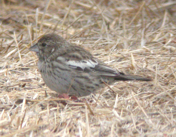 Lark Bunting