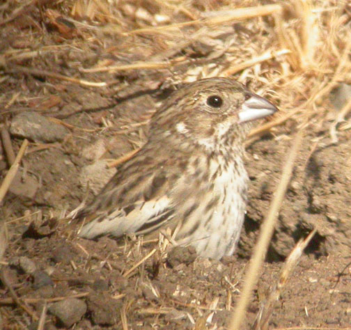 Lark Bunting