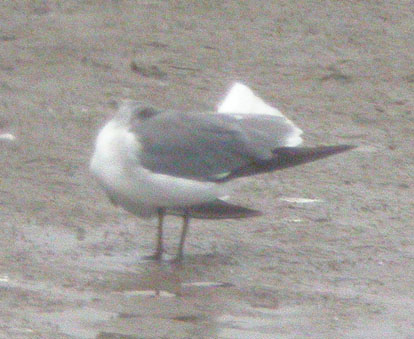 Laughing Gull