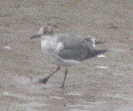 Laughing Gull