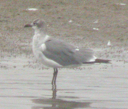 Laughing Gull