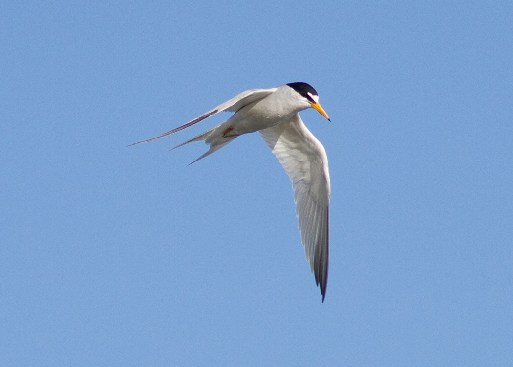 Least Tern