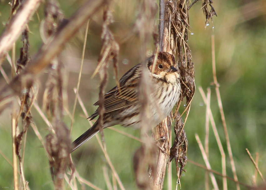 Little Bunting