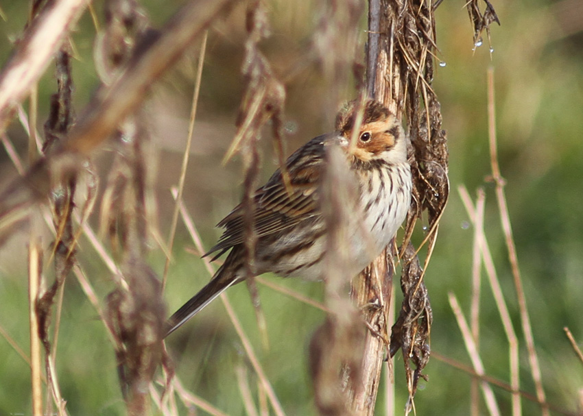 Little Bunting