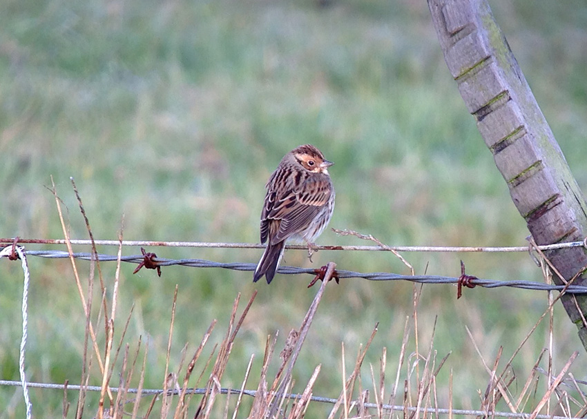 Little Bunting