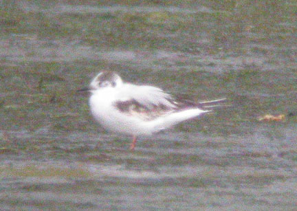 Little Gull