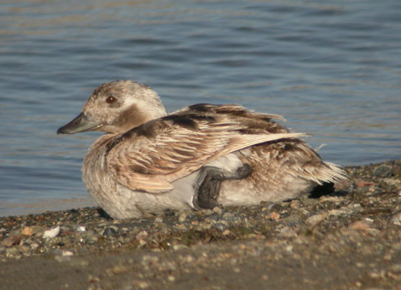 Long-tailed Duck