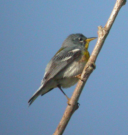 Northern Parula