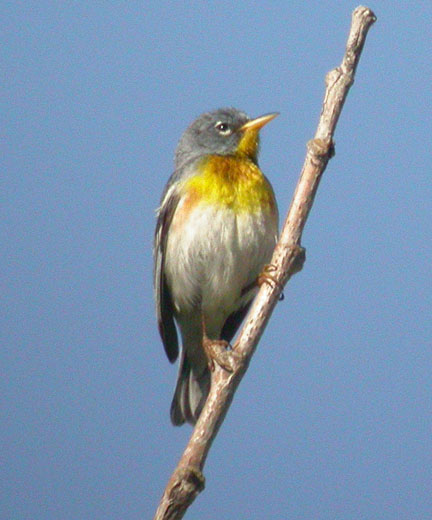 Northern Parula