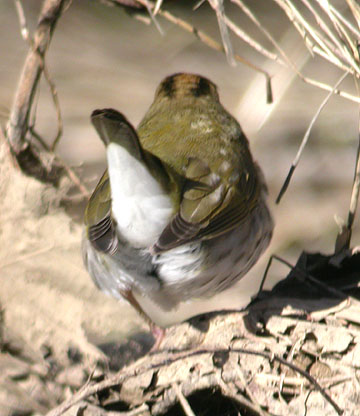 Ovenbird