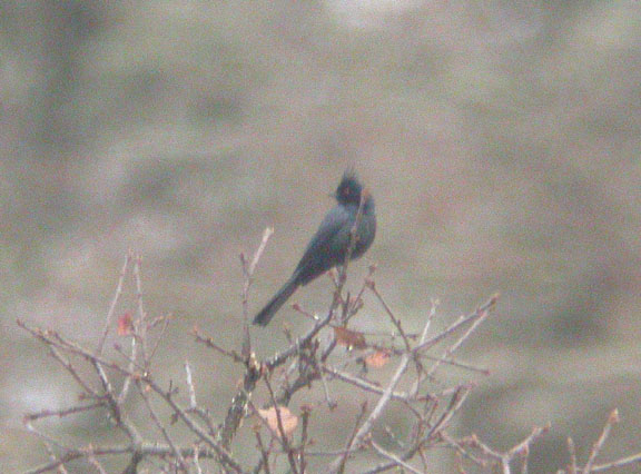 Phainopepla
