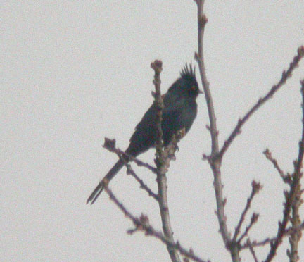 Phainopepla