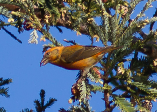 Red Crossbill