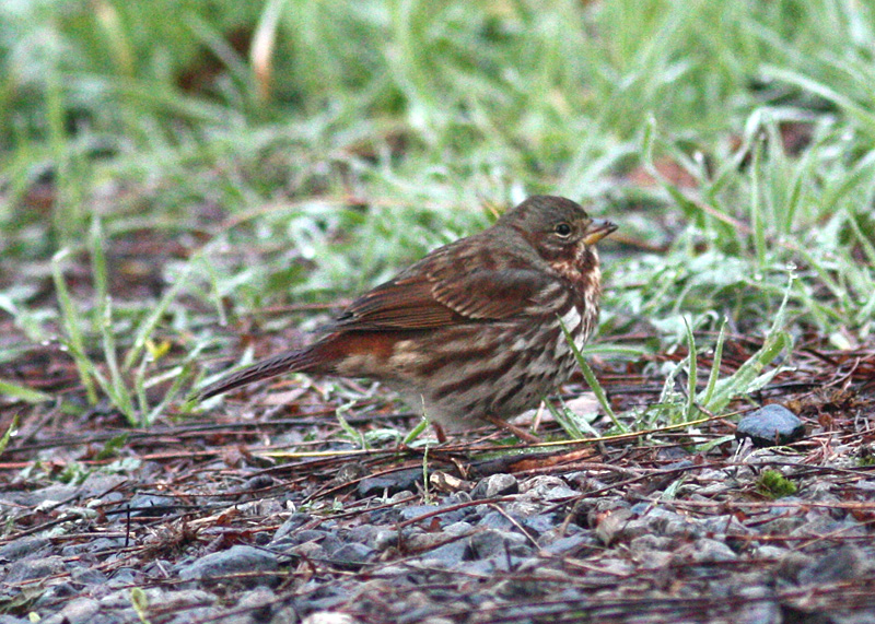 Red Fox Sparrow