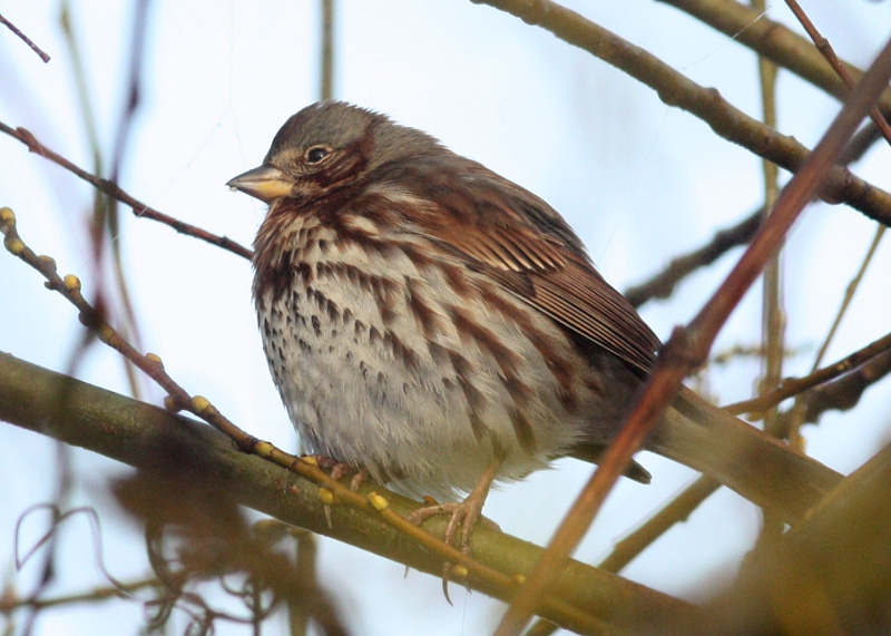 Red Fox Sparrow