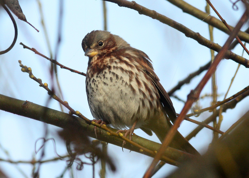 Red Fox Sparrow