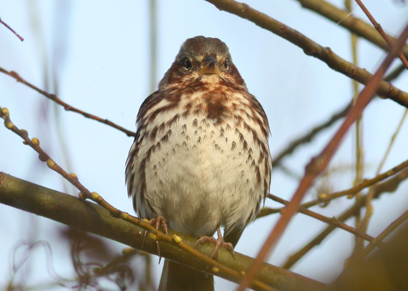 Red Fox Sparrow