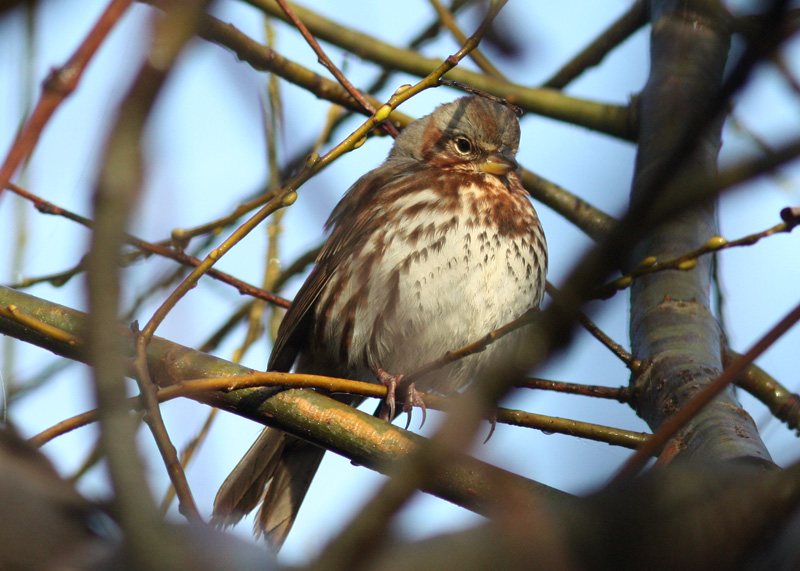 Red Fox Sparrow